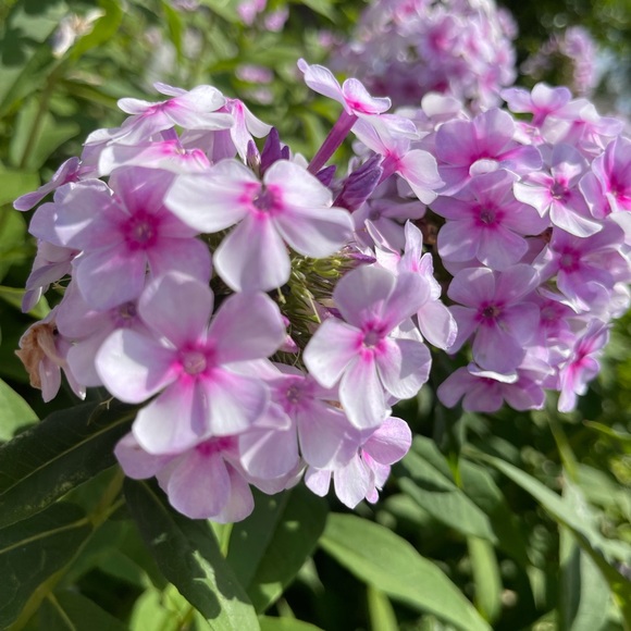 Meet your Posher, Zeenab - Picture 1 of 1